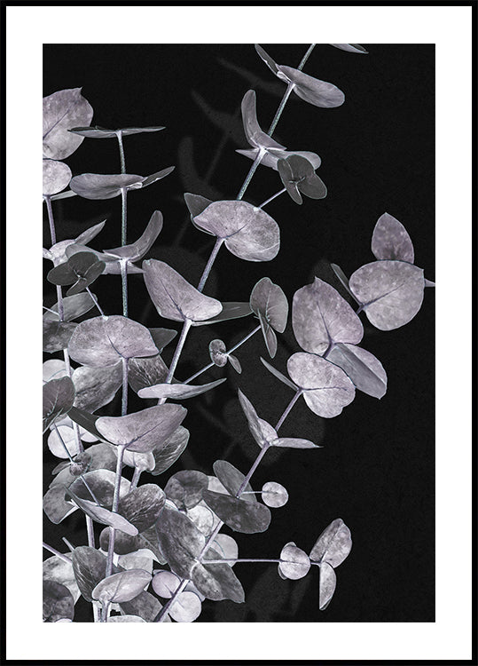 Eucalyptus Negative No.3 Plakat