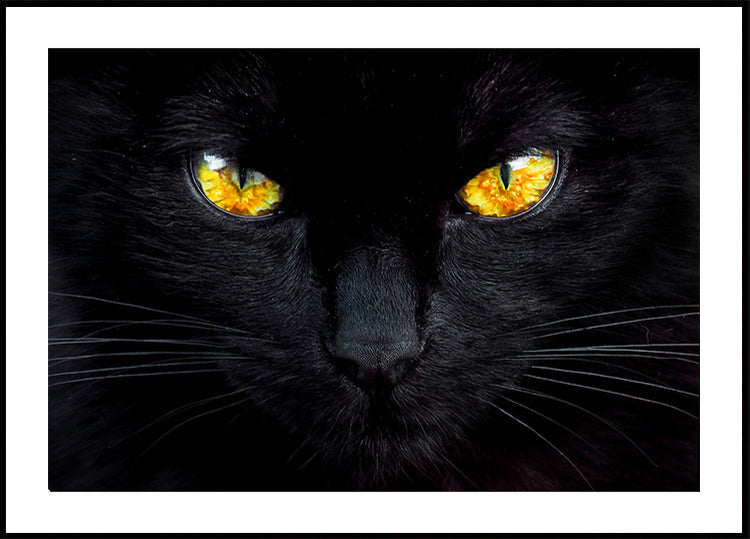 The hypnotist of the night