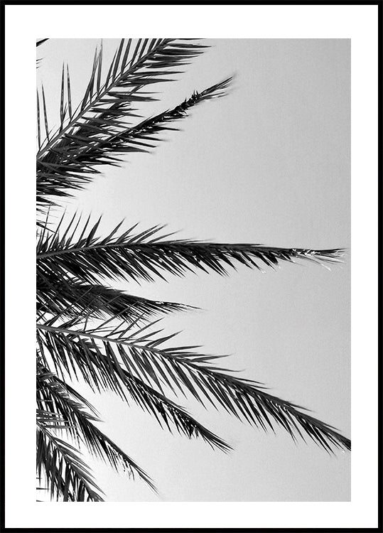 Palm Leaves Plakat - Posterbox.dk