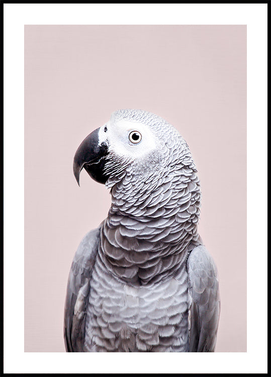 African Grey