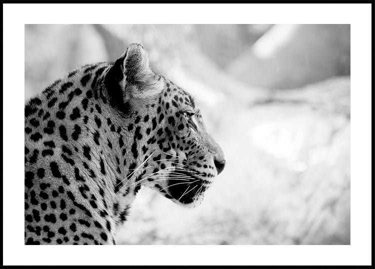 Leopard in Profile, Black & White Plakat