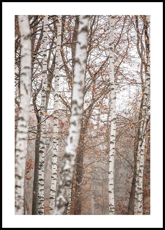 Birch Trees 6 Plakat