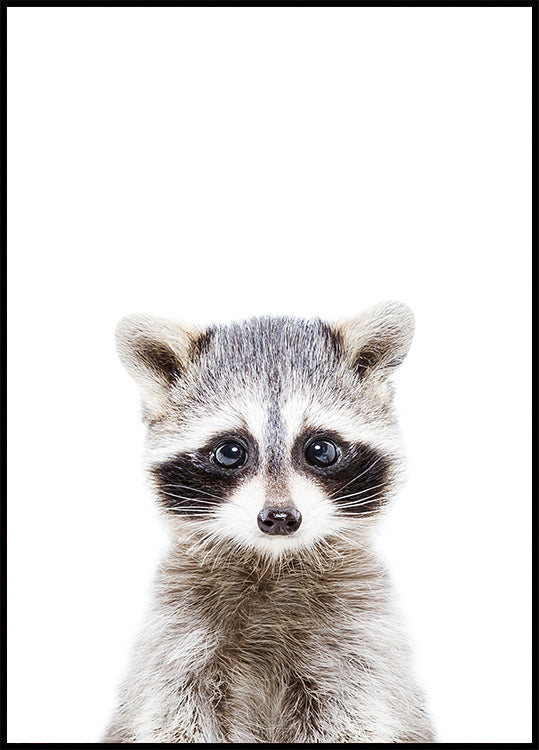 Baby Racoon