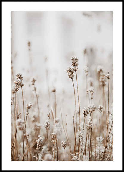 Autumn Dried Flowers Plakat