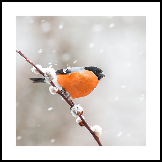 Bullfinch in a snowstorm Plakater