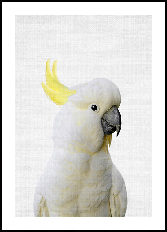 Peekaboo Cockatoo Plakat