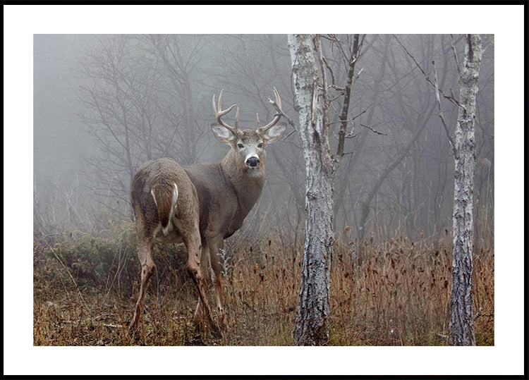 White-tailed buck - In the autumn fog Plakat