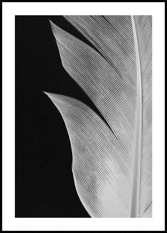 Feather No.5 Plakat