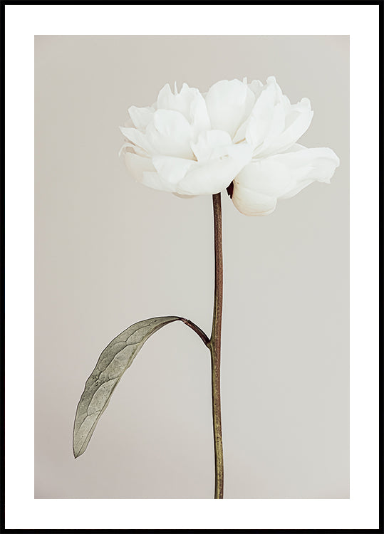 Peony 07 Plakat