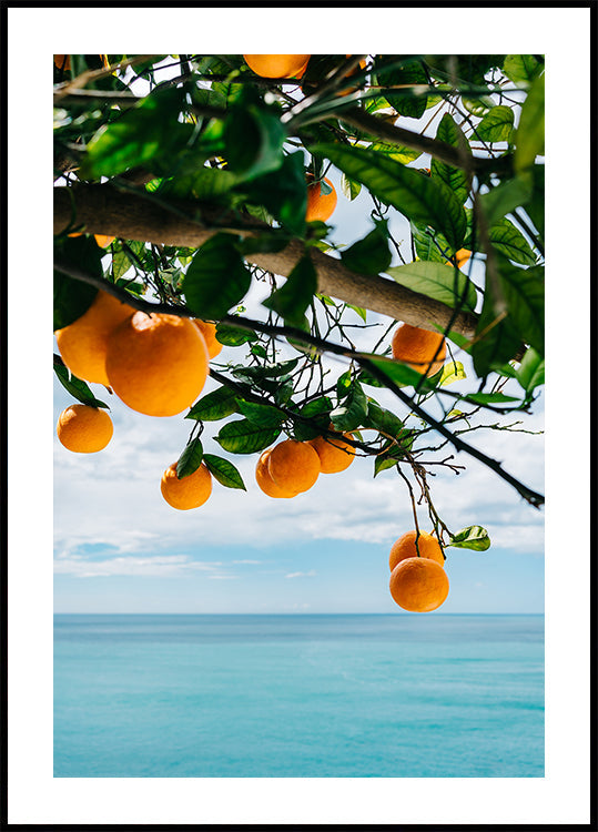 Amalfi Coast Oranges IV Plakat