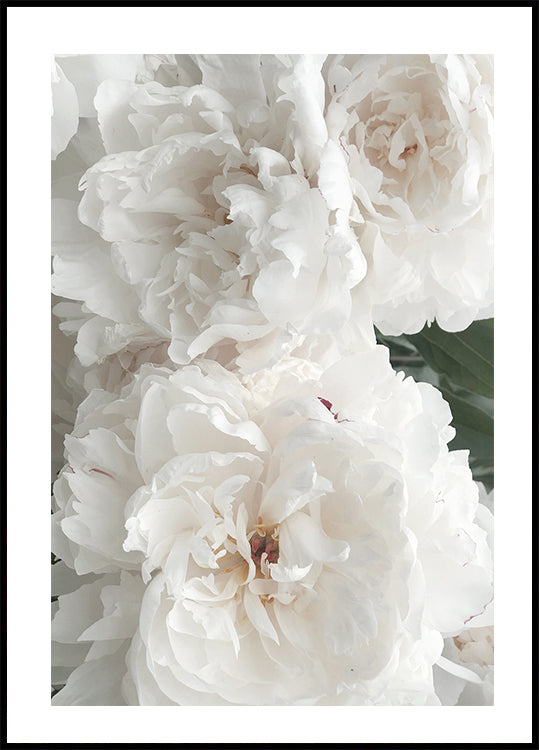Bouquet Of White Peonies Plakat - Posterbox.dk