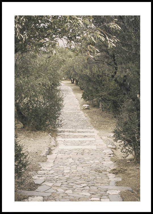 Trail in the Olive Garden Plakat - Posterbox.dk