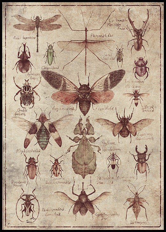 Vintage-style  Insects Plakat