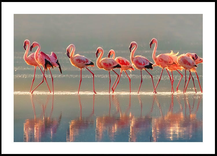Flamingo Plakat