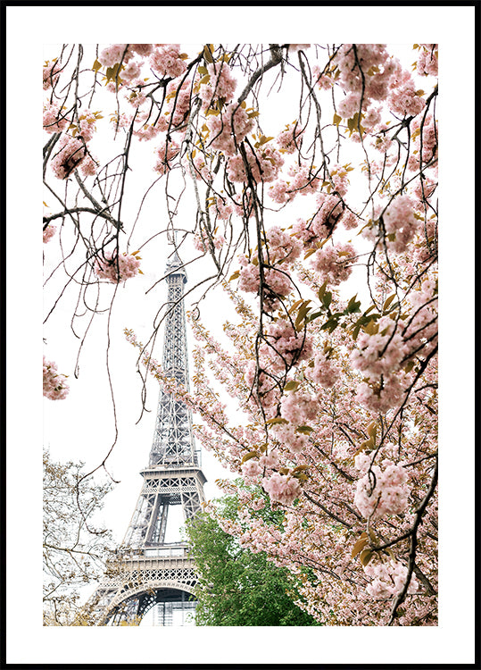 Spring Eiffel Tower With Bherry Blossoms Plakat