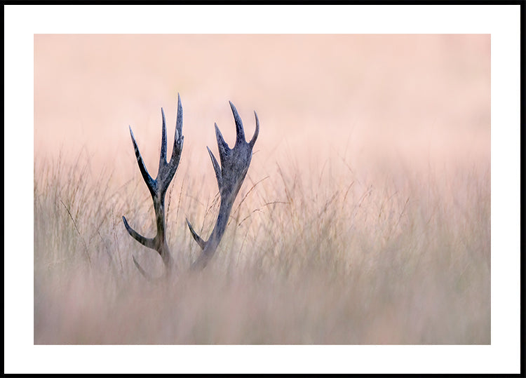 Hide &amp; Seek  ( Horn of Stag)