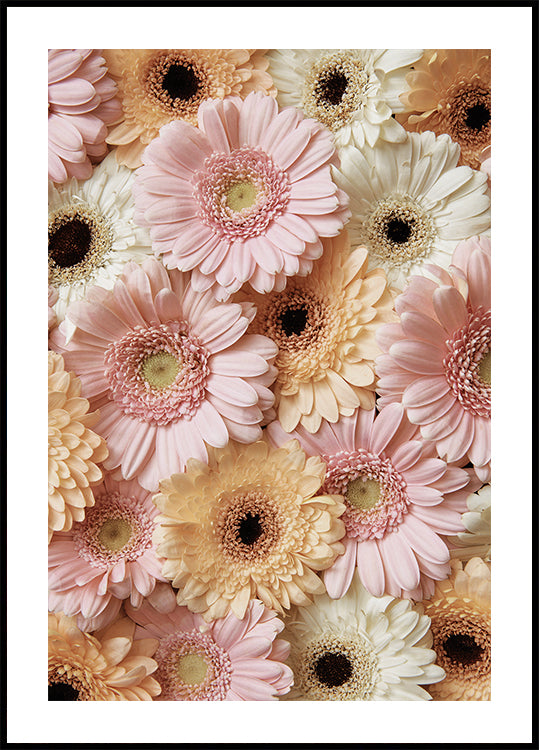 Tender Gerbera Plakat