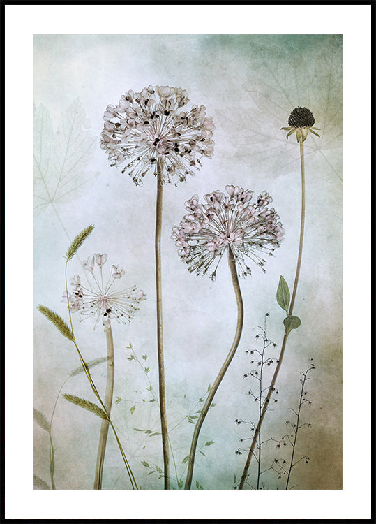 Allium Plakat
