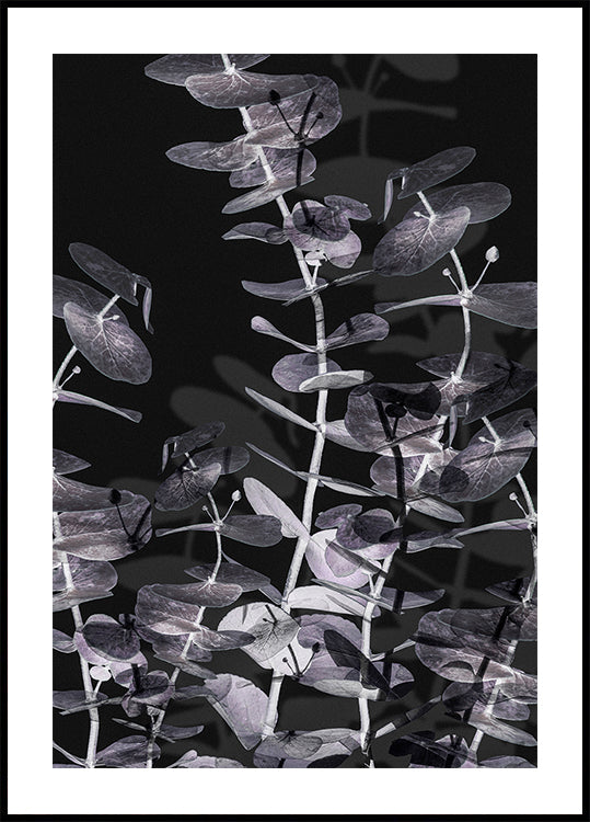 Eucalyptus Negative No.2 Plakat