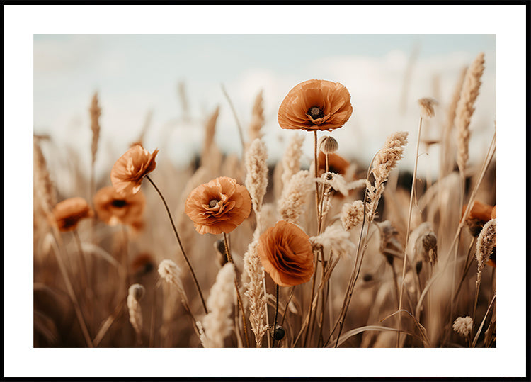 Poppies in Breeze