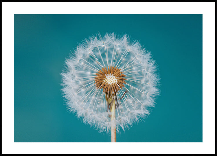 Dandelion