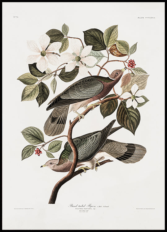 Brand Tailed Pigeon From Birds Of America (1827) Plakat