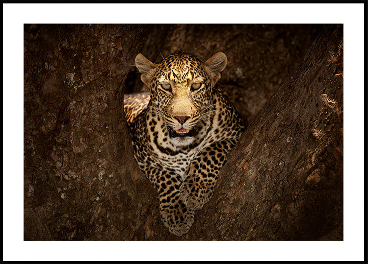 Leopard Resting on a Tree at Masai Mara