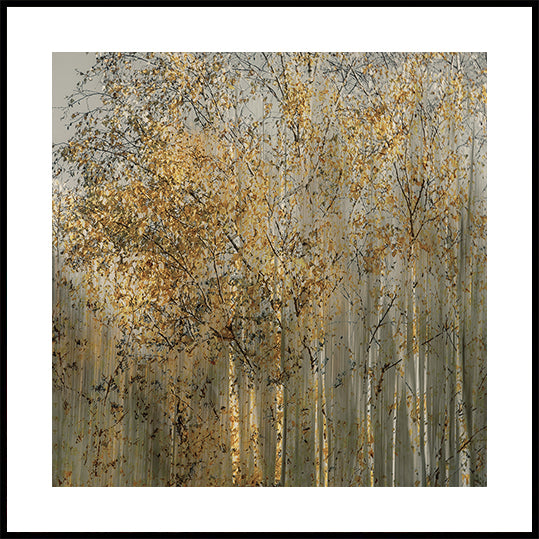 Birch impression Plakat