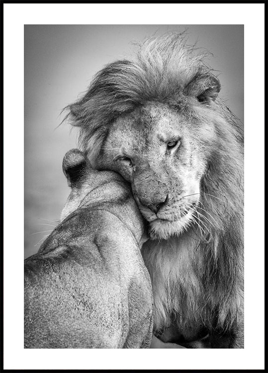 African Love! Plakat