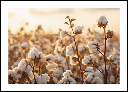 Cotton Flowers at Sunset Plakat