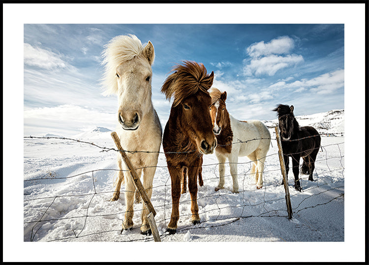 Icelandic Hair Style