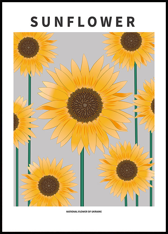Sunflower - National flower och Ukraine Plakat