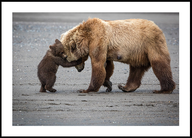 A Little Bear Hug Plakat