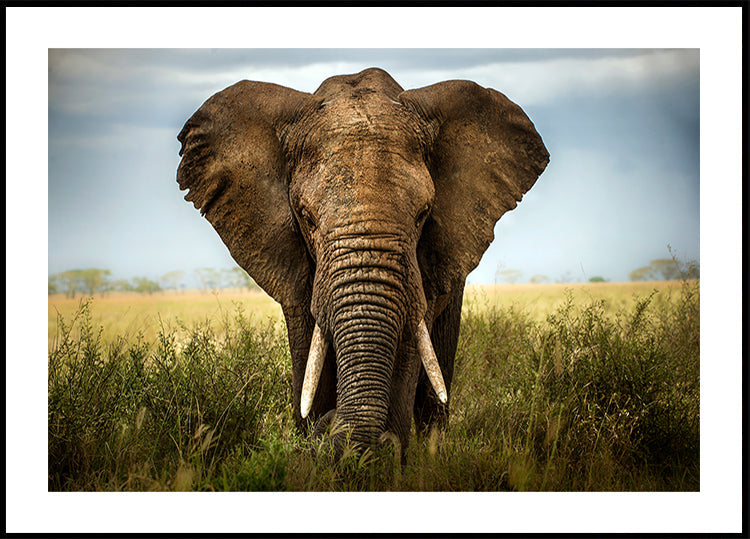 Encounters in Serengeti