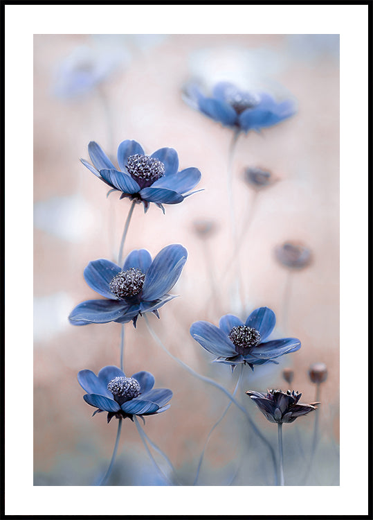 Cosmos blue