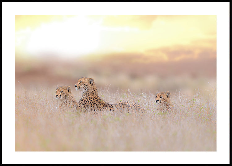 Cheetah Family Plakat