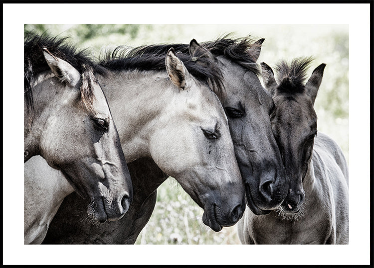 Four Konik Horses