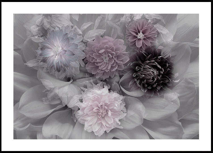 Dahlia dream Plakat