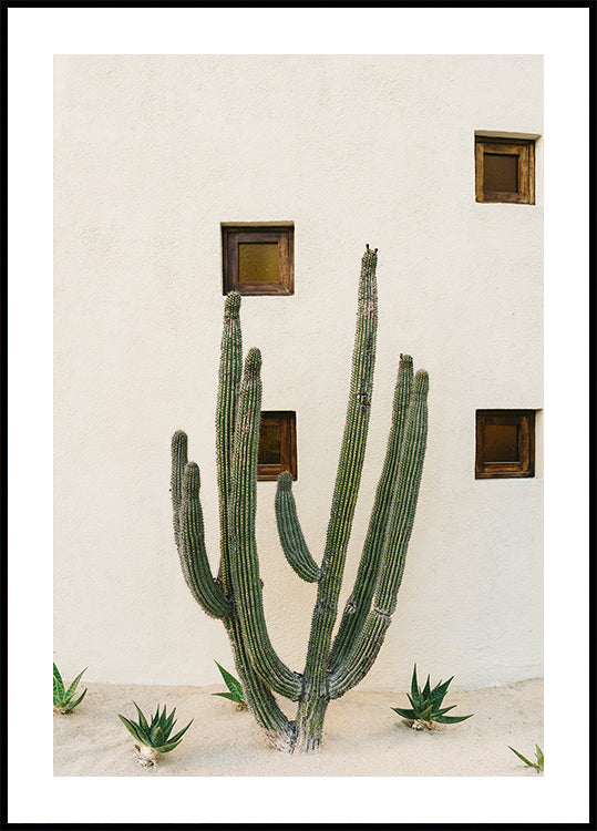 Cabo Cactus IX Plakat