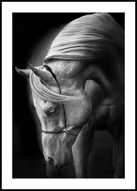 white stallion Plakat