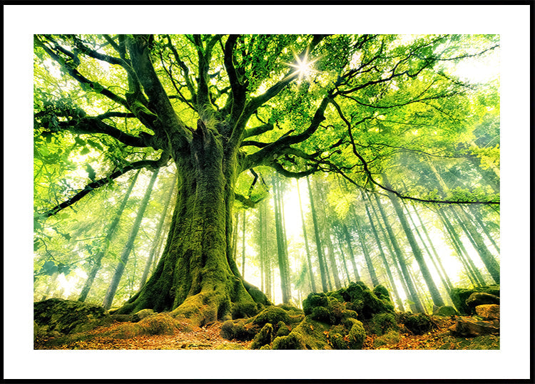 Ponthus' Beech Plakat