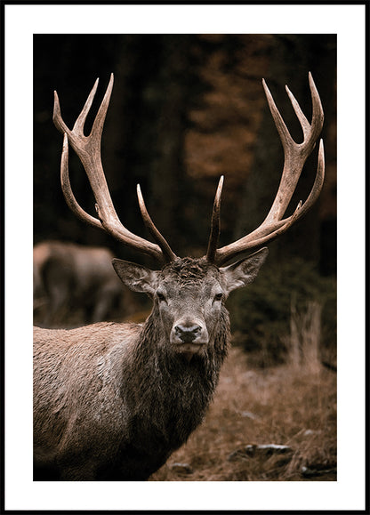 Majestic Deer in Autumn Forest Plakat