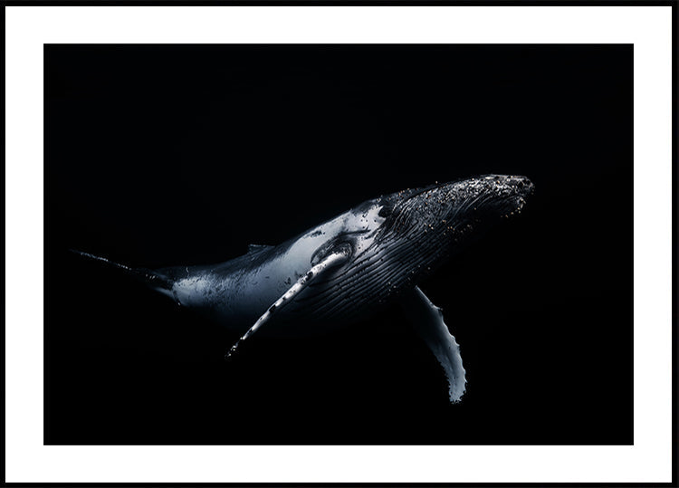 Black &amp; Whale Plakat