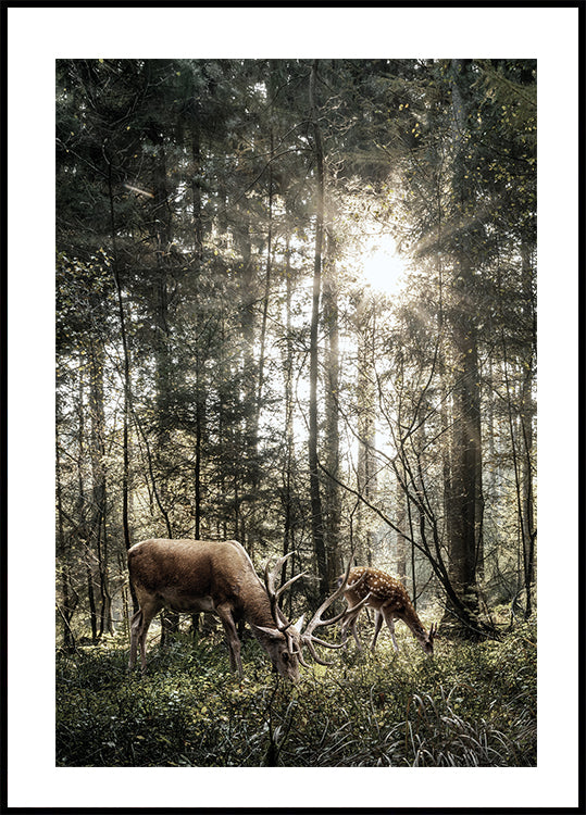 Deer In Forest Plakat - Posterbox.dk