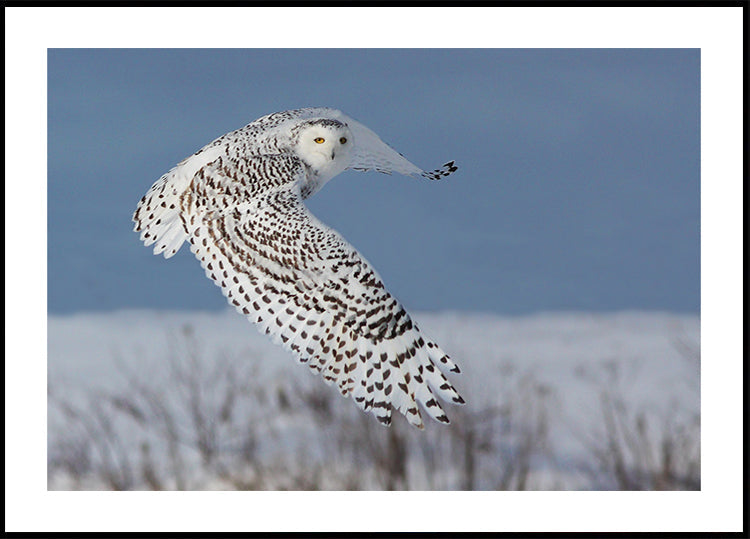 Snowy Owl