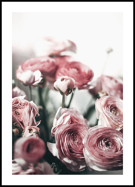 Soft Pink Ranunculus Plakat