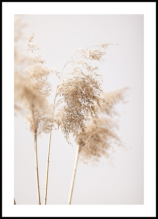 Reed Grass Grey 09 Plakat