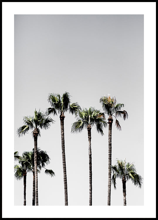 Palm Trees 5 Plakat