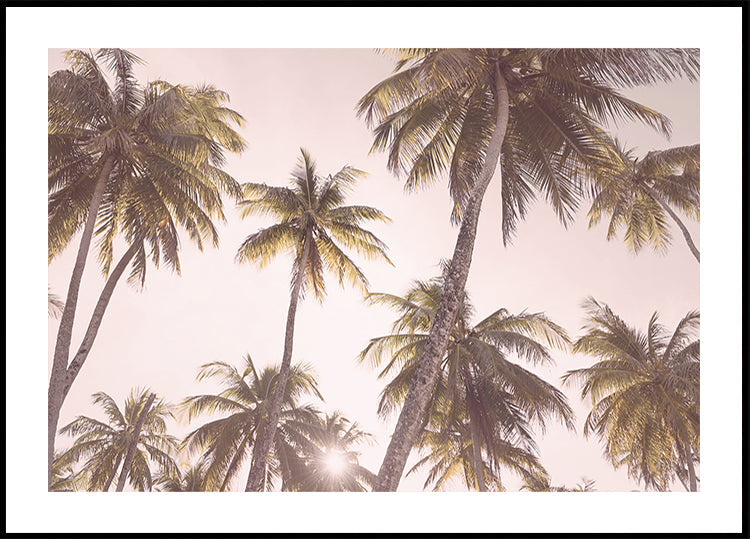 Blush Palm Trees