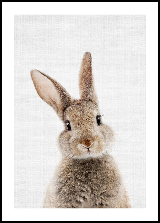 Peekaboo Bunny Plakat